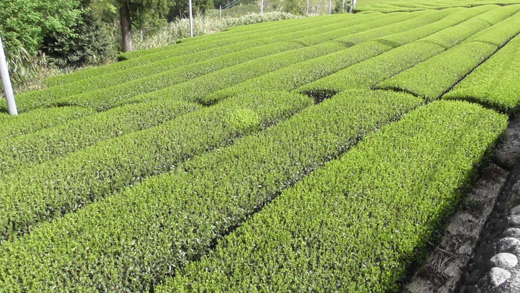 牧之原茶園