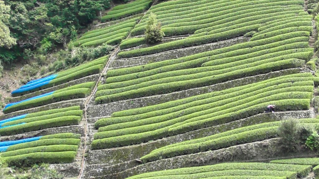 足久保　だんだん茶畑