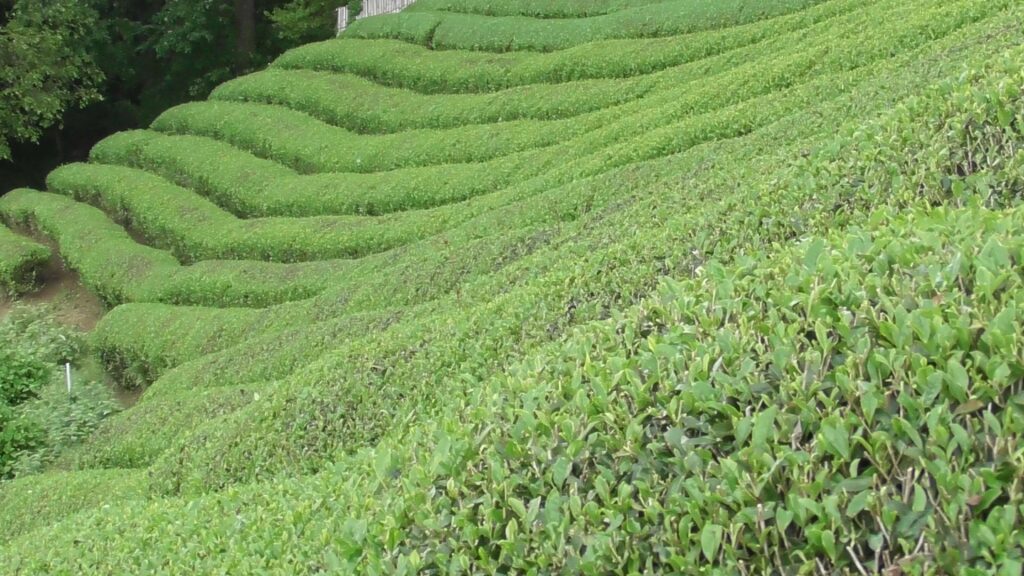 蔵屋鳴沢茶園 